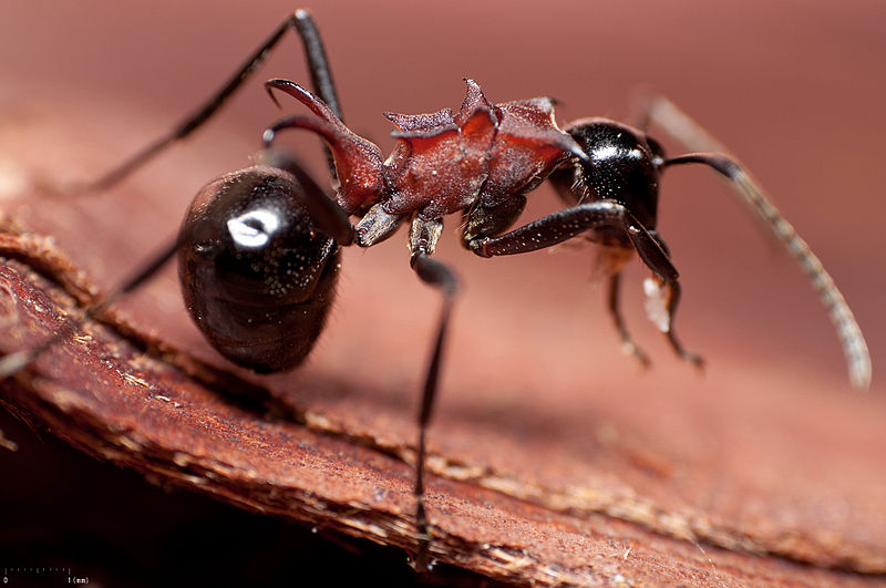 Asian Ant. Property of: Yasunori Koide