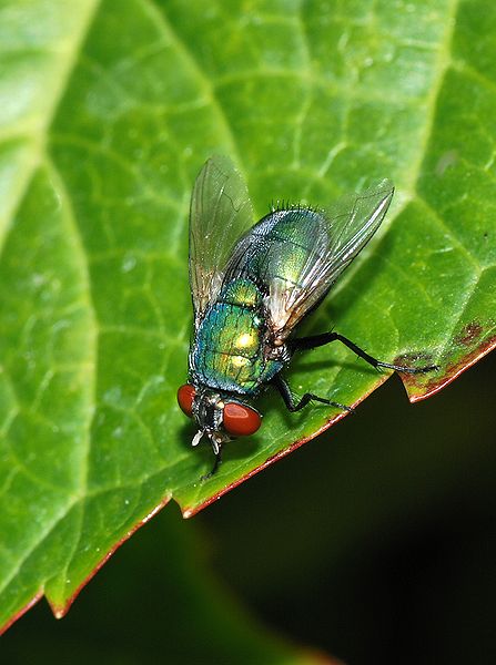 Common Green Bottle Fly. Property of: Alvesgaspar