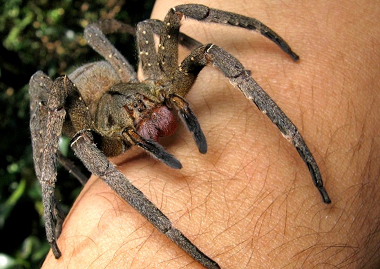 Brazilian Wandering Spider. Property of: João P. Burini