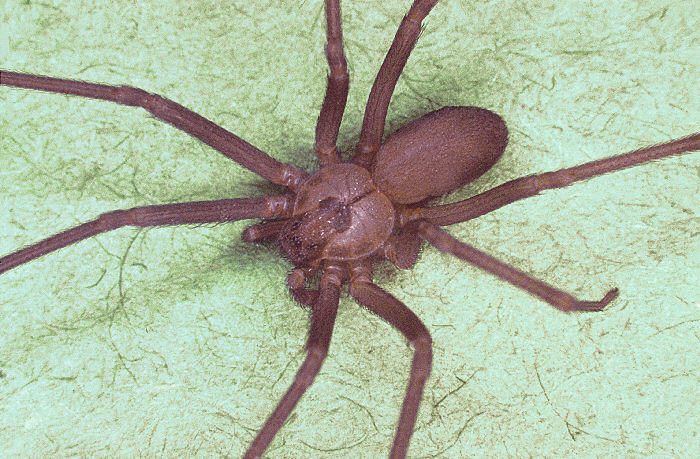 Brown Recluse Spider. Property of: Centers for Disease Control and Prevention