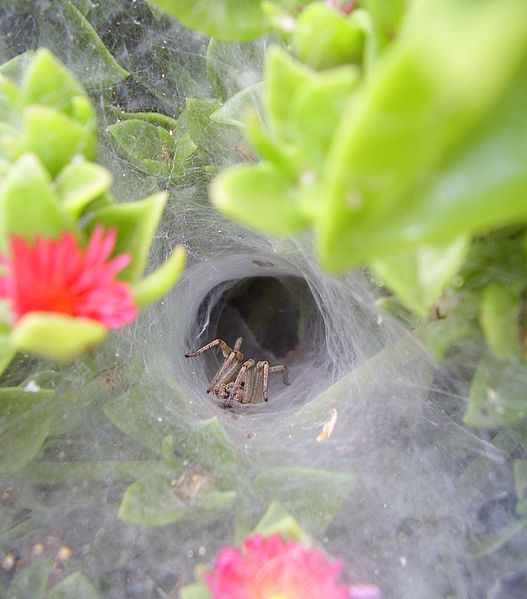 Funnel web spider. Property of: RickP