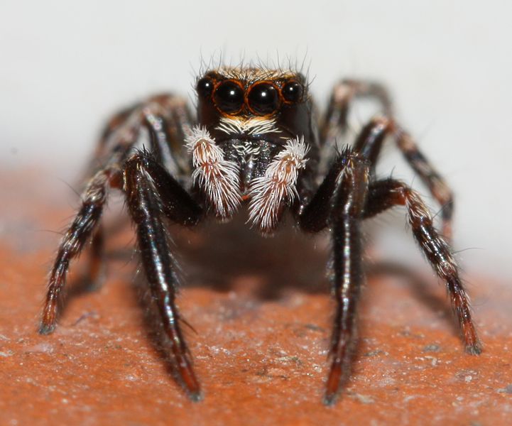 Jumping Spider. Property of: Harald Hoyer