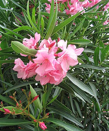 Picture of Nerium oleander. Property of Jean Tosti