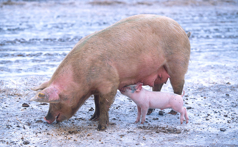 Pigs. Property of: Scott Bauer, USDA