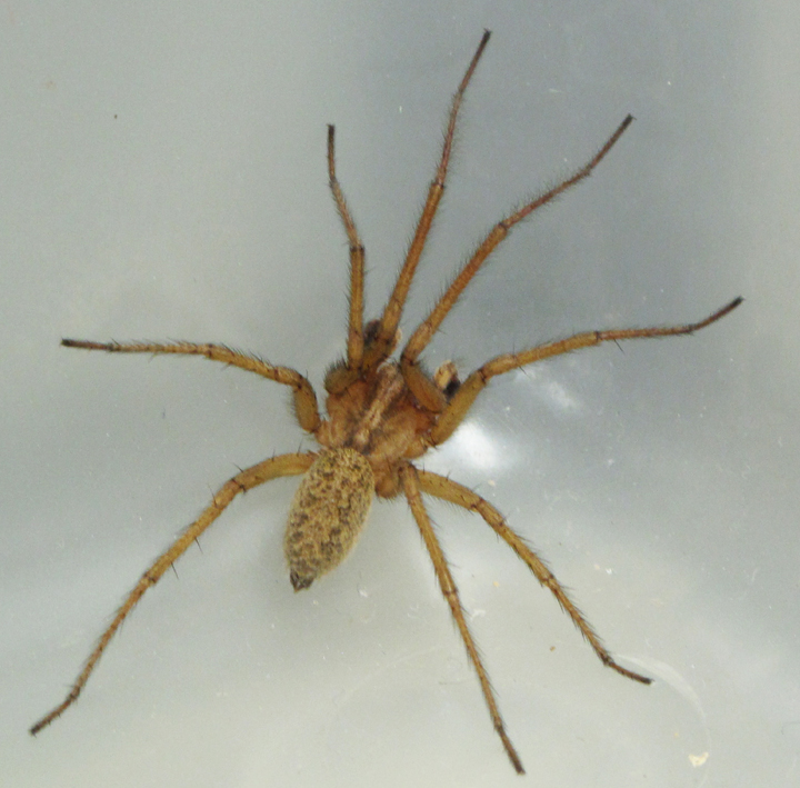 Hobo spider. Property of: "Courtesy of the Utah Plant Pest Diagnostic Lab, Utah State University Extension"