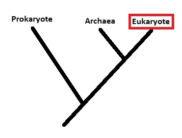 custom made phylogenetic tree