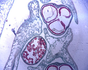 Heterospore with microspores and megaspores. Permission to use @ http://en.wikipedia.org/wiki/File:Selaginella_heterospores.jpeg