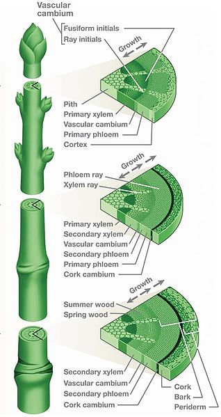 Multiple cross sections of primary and secondary xylem and phloem. Permission to use @ http://en.wikipedia.org/wiki/File:Stem-cross-section2.jpg