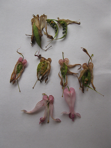 Dissection of Dicentra flower. Permission to use by Gabriel @ http://www.flickr.com/photos/erutuon/4663879292/in/photostream