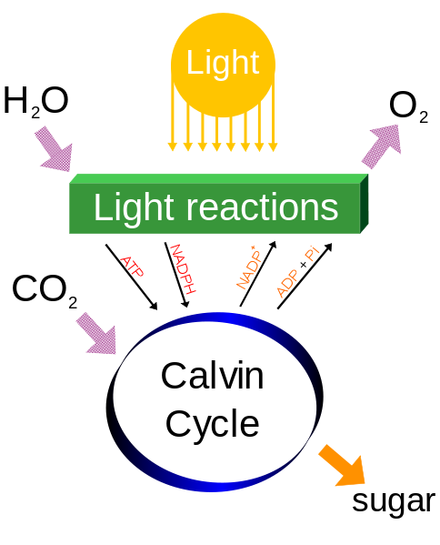 Cycles of photosynthesis Persmission to use @ http://en.wikipedia.org/wiki/File:Simple_photosynthesis_overview.svg