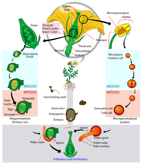 Alternation of generations of an angiosperm. Permission to use @ http://en.wikipedia.org/wiki/File:Angiosperm_life_cycle_diagram.svg