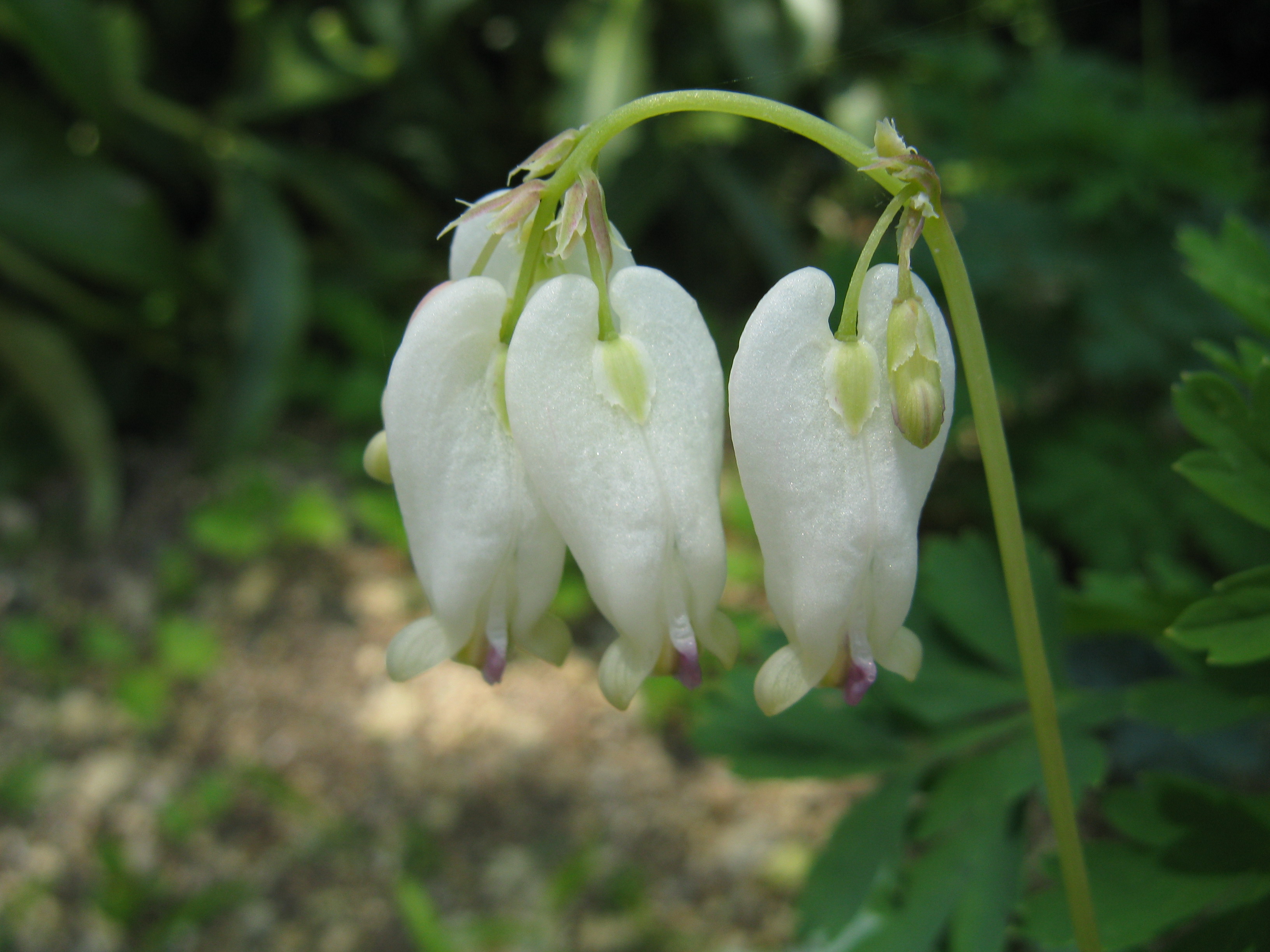 Dicentra formosa. Permission to use @ https://commons.wikimedia.org/wiki/File:Dicentra_formosa_'Aurora'2.jpg