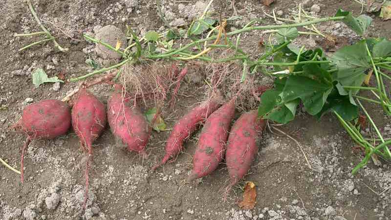 Tubers of on a root. Permission to use @ http://en.wikipedia.org/wiki/File:Ipomoea_batatasL_ja01.jpg