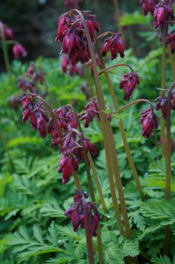 Permission from http://www.plantdatabase.co.uk/Dicentra_formosa