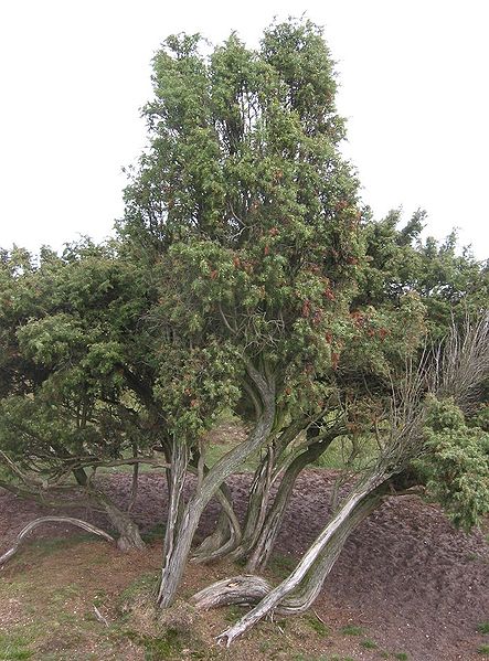 Juniperus communis in Kingdom Virdiplante. Permission to use @ http://en.wikipedia.org/wiki/File:Jeneverbes.jpg