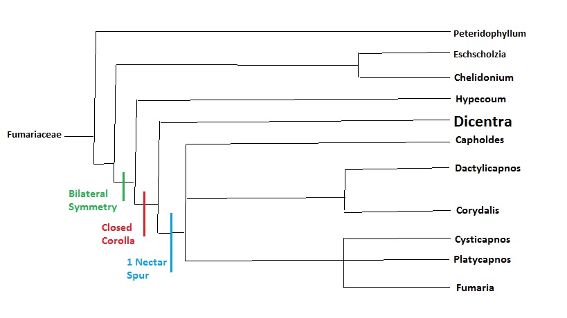 Phylogeny created by me. Information from Stern, K.