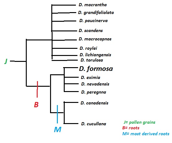 Phylogeny made by me. Information from Stern, K.