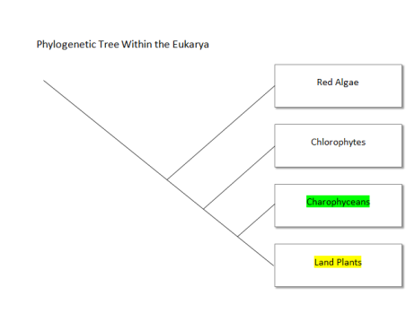 Phylogenetic Tree of Kingdoms within the Eukarya
