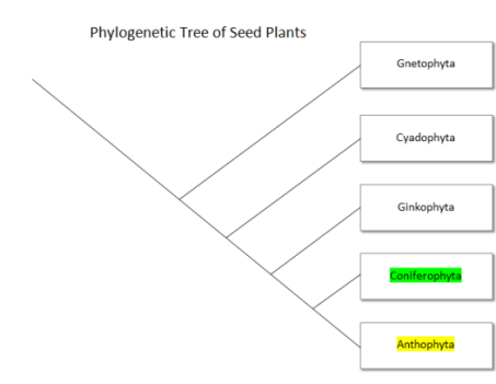 Phylogenetic Tree of Seed Plants
