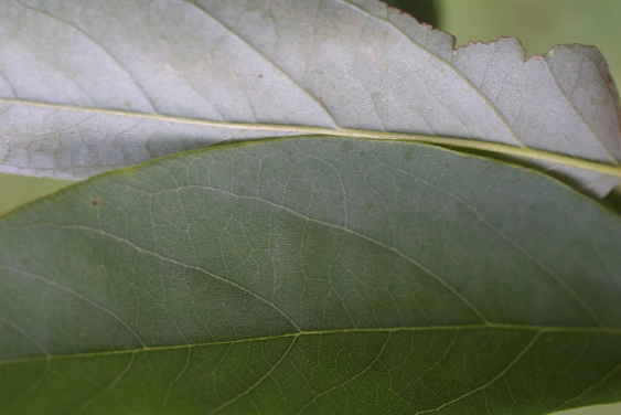 Close Up of Black Locust Leaf
