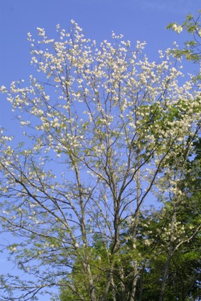 Black Locust with Blossoms