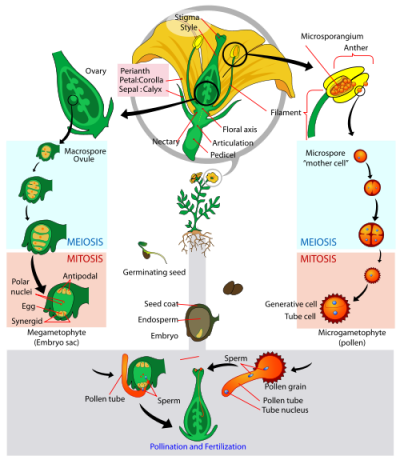 General Angiosperm Life Cycle