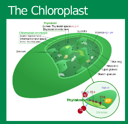 Stucture of a Chloroplast