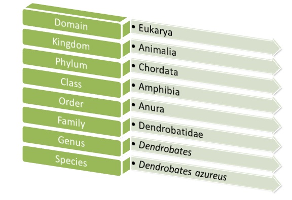 biological hierarchy from kingdom to species