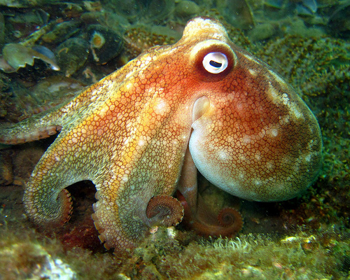 blastopore blue ringed octopus