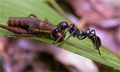 Bullet Ant dragging prey back to colony