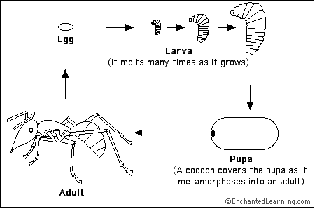 The four stage life cycle of the Bullet Ant