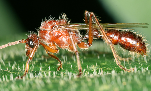 Male Bullet Ant