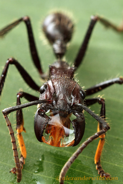 Two large mandibles located on the head