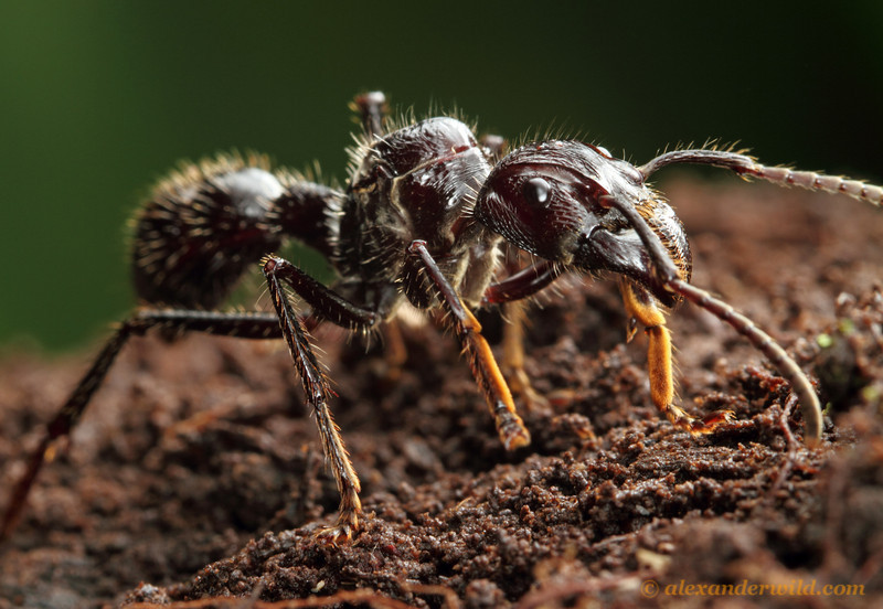 Queen Bullet Ant on Amazon Rainforest Floor