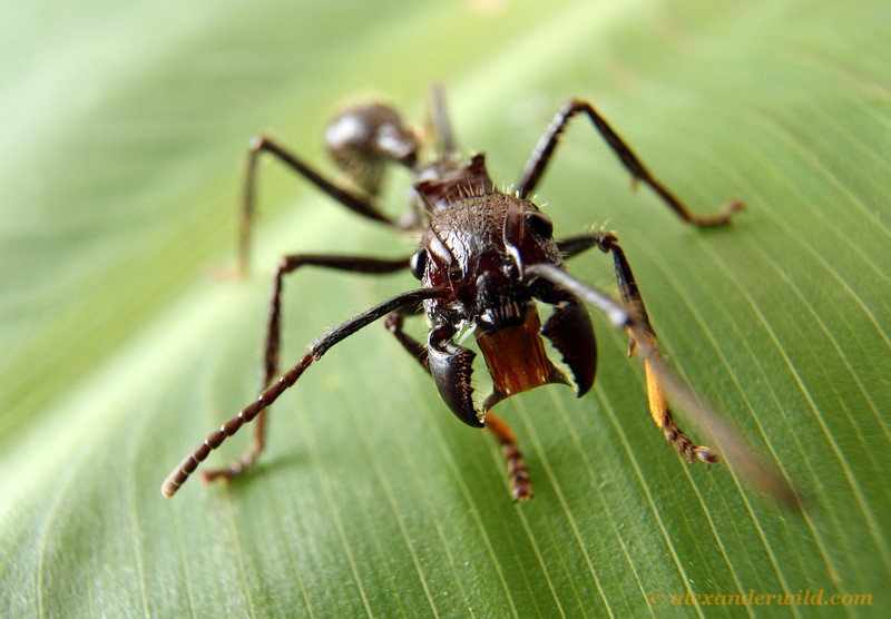 Paraponera clavata also known as the Bullet Ant