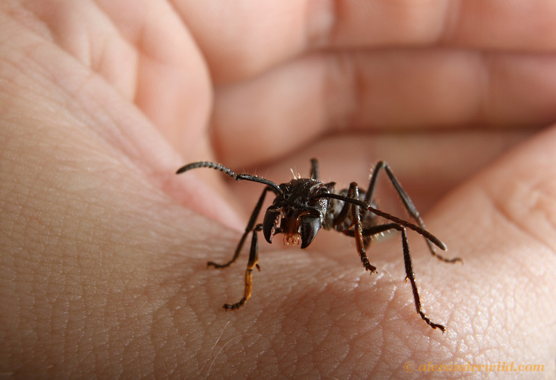 Bullet Ant on human hand, will not sting unless threatened to do so