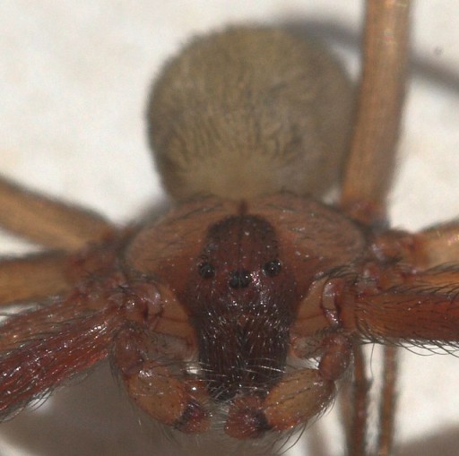 Brown recluse spiders are related to more organisms than you might think.  This photo is the property of aviplot.