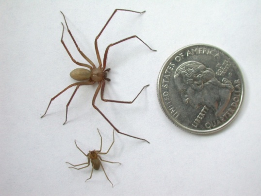 The size of the brown recluse can range from half the size of a quarter to a few inches. This photo is courtesy of BrownRecluseBite.com