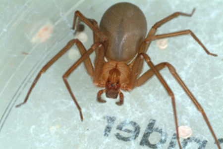 This brown recluse is ready to strike. The photo is courtesy of the Department of Entomology at the University of Kentucky.