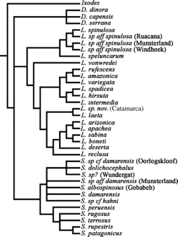 A phylogenetic tree of multiple species of spiders.  Photo courtesy of oxfordjournals.org