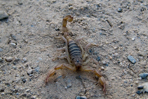 This animal is one of the many members of the Arthropoda phylum:  a scorpion.  This photo is the property of Doug Letterman.