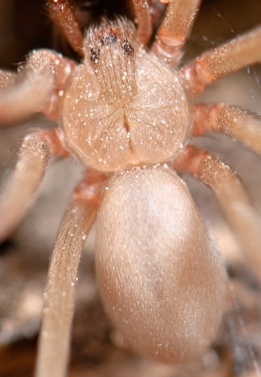 A close-up shot of a similar member of the Sicariidae family.  This photo is the property of Marshal Hedin.