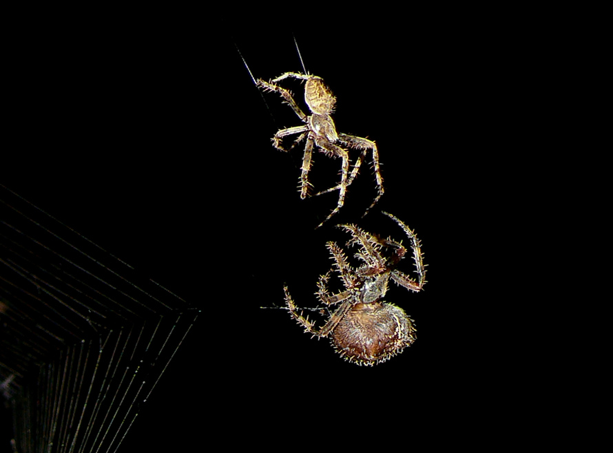A male spider is attempting to steal the heart of a female.  This photo is the property of Linda Tanner.