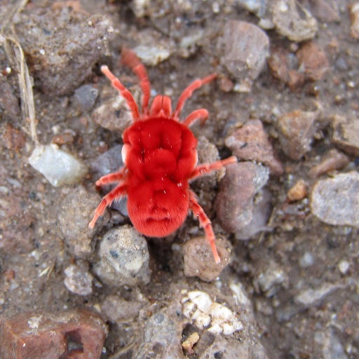 Mites are one of the smallest members of the Arachnida class.  This photo is the property of Karen and Brad Emerson.