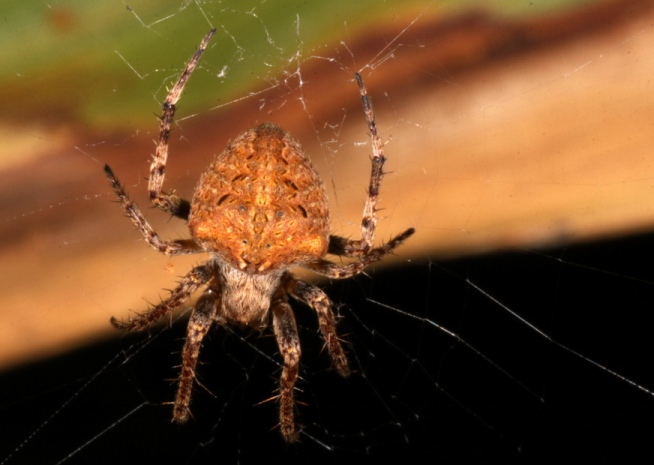 Spiders come in many different shapes and sizes.  This photo is the property of Derek Keats.