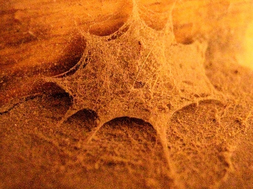 A spider has built this irregular web as a small fort.  This photo is the property of Fulcher Photography.