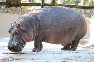 Hippo