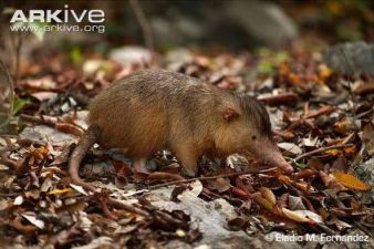 Hispaniolan solenodon in leaves