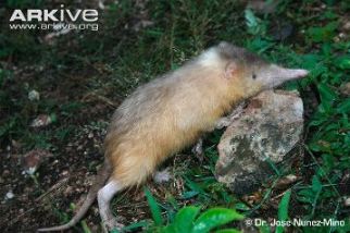 Hispaniolan solenodon walking