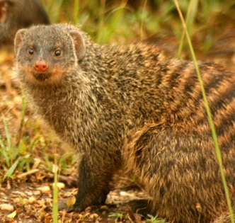 Mongoose (predator to Hispaniolan solenodon)